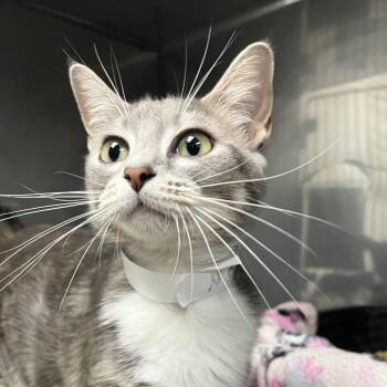 Mother Orchid -  Domestic Short Hair Cat for Adoption in Birmingham, Alabama - Mother Orchid | PetCurious