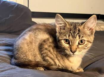 Cheerio -  Domestic Short Hair Cat for Adoption in Milton, Delaware - Cheerio | PetCurious