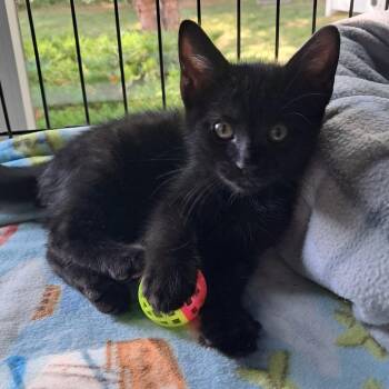 Pebble -  Domestic Short Hair Cat for Adoption in Concord, New Hampshire - Pebble | PetCurious