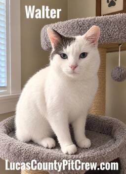 Walter -  Domestic Short Hair Cat for Adoption in Toledo, Ohio - Walter | PetCurious