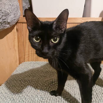 Rescue Domestic Short Hair Cats for Adoption in Los Angeles, California - Caterine | PetCurious