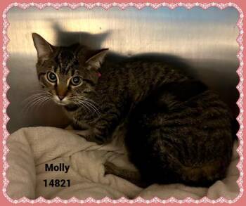 Rescue Domestic Short Hair and Tabby Cats for Adoption in Marietta, Georgia - MOLLY See Also LILY | PetCurious
