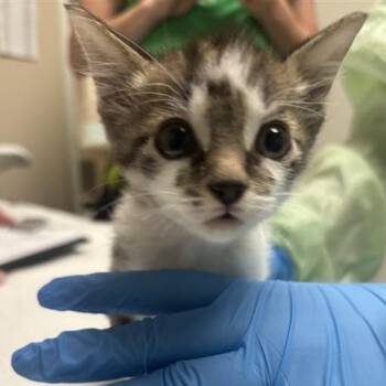 Mr. Whibbles -  Domestic Short Hair Cat for Adoption in Tempe, Arizona - Mr. Whibbles | PetCurious