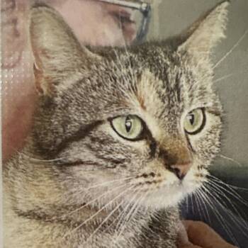 Tina Louise -  Domestic Short Hair Cat for Adoption in Bentonville, Arkansas - Tina Louise | PetCurious