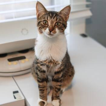 Rescue Domestic Short Hair Cats for Adoption in Los Angeles, California - Tango | PetCurious