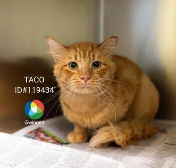 Pen 30 Taco -  Domestic Medium Hair Cat for Adoption in Lawrenceville, Georgia - Pen 30 Taco | PetCurious