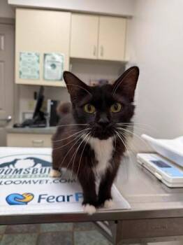 Princess Penelope -  Domestic Medium Hair and Domestic Short Hair Cat for Adoption in Berwick, Pennsylvania - Princess Penelope | PetCurious