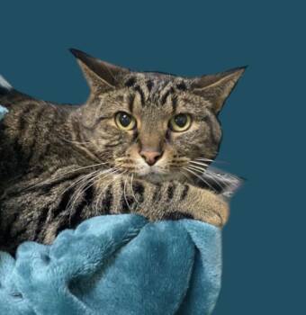 Rescue Domestic Short Hair Cats for Adoption in Elyria, Ohio - Roden | PetCurious