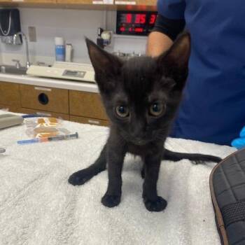 Venus -  Domestic Short Hair Cat for Adoption in West Palm Beach, Florida - Venus | PetCurious