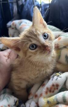 Murphy -  Domestic Short Hair Cat for Adoption in Hudson, New Hampshire - Murphy | PetCurious