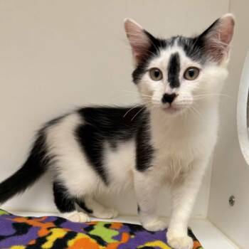 Penlope -  Domestic Medium Hair Cat for Adoption in Beaumont, Texas - Penlope | PetCurious