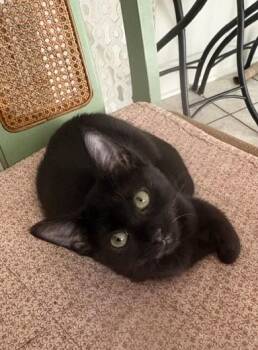 Starling -  Domestic Short Hair Cat for Adoption in Columbia, South Carolina - Starling | PetCurious