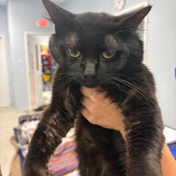 Domestic Short Hair Cats Available for Adoption in Milton, Florida - Rambo | PetCurious