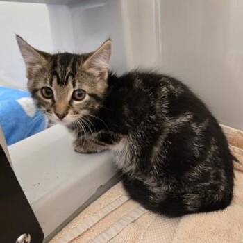 River -  Domestic Short Hair Cat for Adoption in Phoenixville, Pennsylvania - River | PetCurious