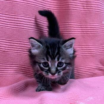 Domestic Long Hair Cats Available for Adoption in Green Bay, Wisconsin - Wasabi | PetCurious