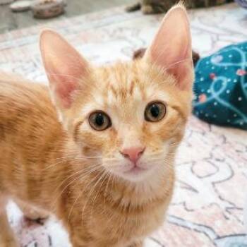 Chicky -  Domestic Short Hair Cat for Adoption in Roswell, Georgia - Chicky | PetCurious