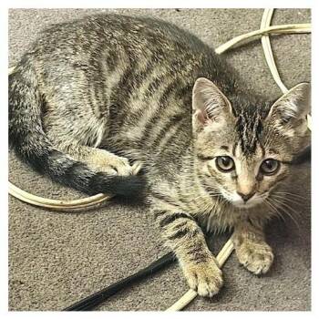 Muneca -  Domestic Short Hair Cat for Adoption in Los Angeles, California - Muneca | PetCurious