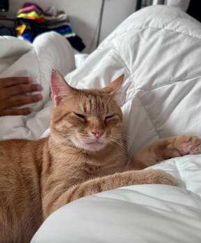 Monty -  American Shorthair Cat for Adoption in New York, New York - Monty | PetCurious