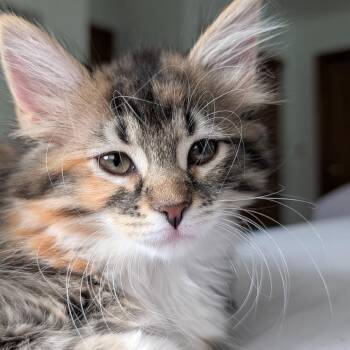 Furby -  Domestic Long Hair Cat for Adoption in Fort Wayne, Indiana - Furby | PetCurious