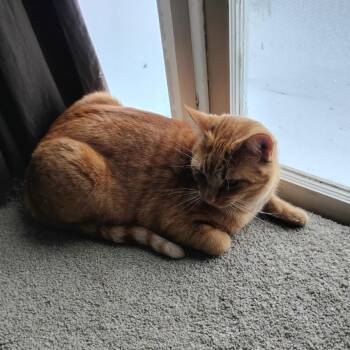 Domestic Short Hair Cats Available for Adoption in Brookfield, Missouri - Loki | PetCurious