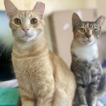 Diego -  Domestic Short Hair Cat for Adoption in Los Angeles, California - Diego | PetCurious
