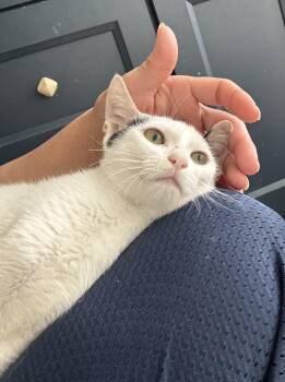 Panda- super sweet & gentle -  Turkish Van Cat for Adoption in Brampton, Ontario - Panda- Super Sweet & Gentle | PetCurious