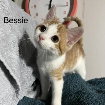 Domestic Short Hair Cats Available for Adoption - Bessie | PetCurious