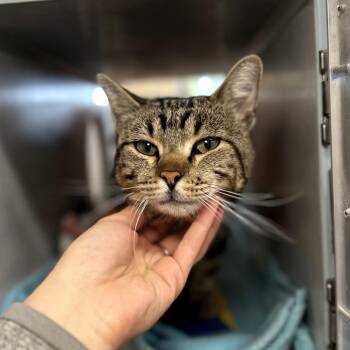 Boomer -  Domestic Short Hair Cat for Adoption in Glenwood Springs, Colorado - Boomer | PetCurious