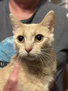Peggy 0306 -  Domestic Short Hair Cat for Adoption in Locust Grove, Virginia - Peggy 0306 | PetCurious