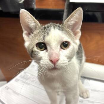 Jett -  Domestic Short Hair Cat for Adoption in Sonora, California - Jett | PetCurious