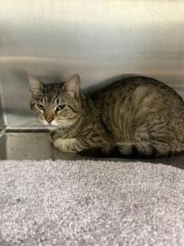 Frank -  Domestic Short Hair Cat for Adoption in Lafayette, Indiana - Frank | PetCurious