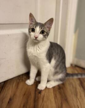 Dove -  American Shorthair Cat for Adoption in Gulfport, Mississippi - Dove | PetCurious