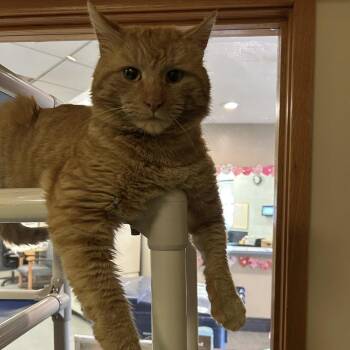 Domestic Short Hair Cats Available for Adoption - Sergio | PetCurious