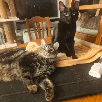 Appleton M and Brigus F black -  Domestic Short Hair Cat for Adoption in Ottawa, Ontario - Appleton M And Brigus F Black | PetCurious