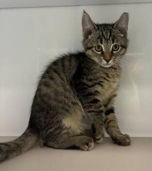 *Pooh Bear* -  Domestic Short Hair Cat for Adoption in Salt Lake City, Utah - *Pooh Bear* | PetCurious