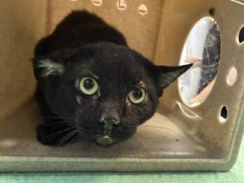 Rescue Domestic Short Hair Cats for Adoption in New York, New York - River | PetCurious