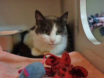 Domestic Short Hair Cats Available for Adoption - ROSEBUD | PetCurious