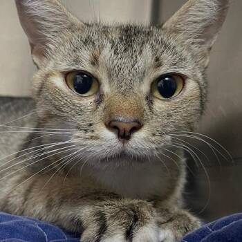 Toffee -  Domestic Short Hair Cat for Adoption in Valley, Alabama - Toffee | PetCurious