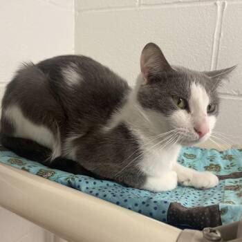 Domestic Short Hair Cats Available for Adoption in Dayton, Ohio - Grasshopper | PetCurious