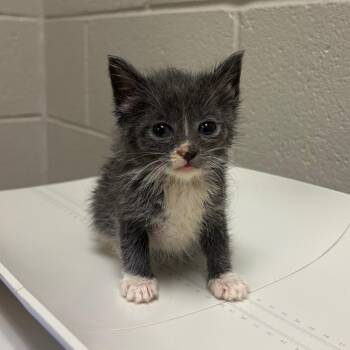 Lacey -  Domestic Short Hair Cat for Adoption in Bristol, Indiana - Lacey | PetCurious