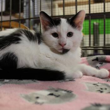 Clove -  Domestic Medium Hair Cat for Adoption in Billings, Montana - Clove | PetCurious
