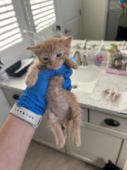 Apollo -  Domestic Short Hair Cat for Adoption in Diamond Springs, California - Apollo | PetCurious