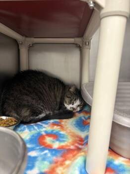 Vinny -  Domestic Short Hair Cat for Adoption in Bowling Green, Ohio - Vinny | PetCurious