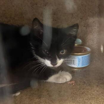 Andie -  Domestic Short Hair Cat for Adoption in Philadelphia, Pennsylvania - Andie | PetCurious