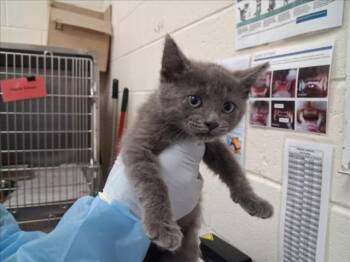 ROMEO -  Domestic Short Hair Cat for Adoption in Santa Fe, New Mexico - ROMEO | PetCurious