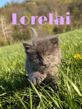 American Shorthair Cats Available for Adoption in Martinsburg, West Virginia - Lorelei | PetCurious