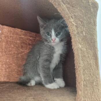 Domestic Short Hair Cats Available for Adoption in Eagle Mountain, Utah - Mike Wazowski Tiner | PetCurious