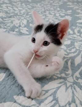 Jack -  Domestic Medium Hair Cat for Adoption in Golden, Colorado - Jack | PetCurious