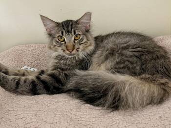 Leah -  Maine Coon and Domestic Long Hair Cat for Adoption in Sautee Nacoochee, Georgia - Leah | PetCurious