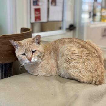 Domestic Short Hair Cats Available for Adoption in Goleta, California - Julius | PetCurious